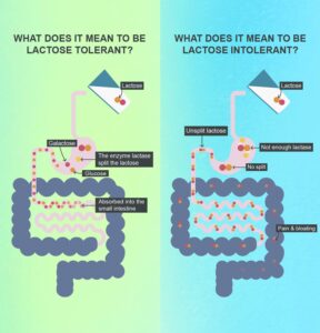 Mechanism of Lactose Intolerance